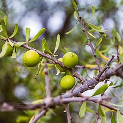 argan-01737904470.jpg